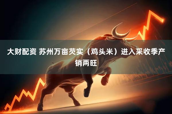 大财配资 苏州万亩芡实（鸡头米）进入采收季产销两旺